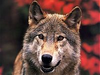 Fauna & Flora: gray wolf