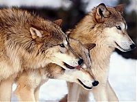 Fauna & Flora: gray wolf