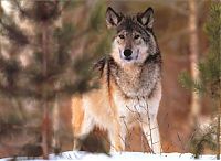 Fauna & Flora: gray wolf