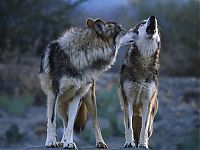 Fauna & Flora: gray wolf