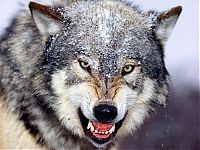 Fauna & Flora: gray wolf