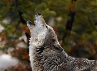 Fauna & Flora: gray wolf