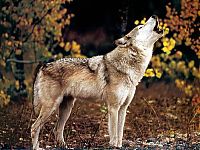 Fauna & Flora: gray wolf