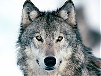 Fauna & Flora: gray wolf