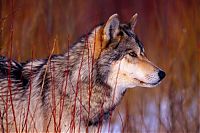 Fauna & Flora: gray wolf