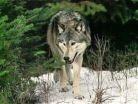 TopRq.com search results: gray wolf