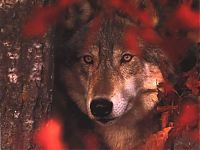 Fauna & Flora: gray wolf