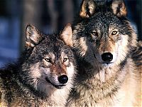 Fauna & Flora: gray wolf