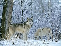 TopRq.com search results: gray wolf