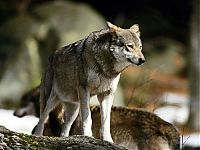 Fauna & Flora: gray wolf