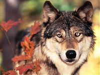 Fauna & Flora: gray wolf