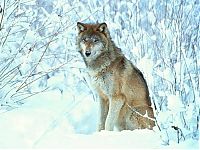 Fauna & Flora: gray wolf