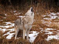 TopRq.com search results: gray wolf