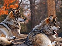 Fauna & Flora: gray wolf