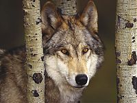 Fauna & Flora: gray wolf