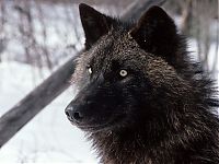 TopRq.com search results: gray wolf