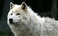 Fauna & Flora: gray wolf