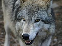 TopRq.com search results: gray wolf