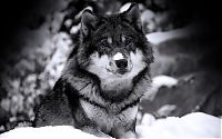 TopRq.com search results: gray wolf