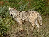 TopRq.com search results: gray wolf