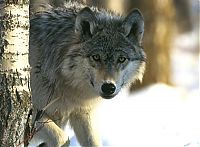 TopRq.com search results: gray wolf