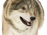 Fauna & Flora: gray wolf