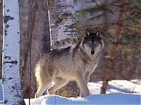 TopRq.com search results: gray wolf