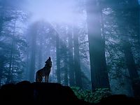 Fauna & Flora: gray wolf