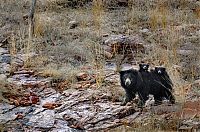 Fauna & Flora: mother bear chased a tiger away