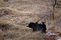 Fauna & Flora: mother bear chased a tiger away