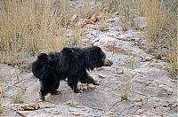 Fauna & Flora: mother bear chased a tiger away