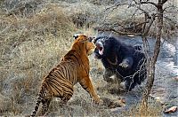 TopRq.com search results: mother bear chased a tiger away