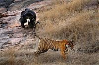 TopRq.com search results: mother bear chased a tiger away