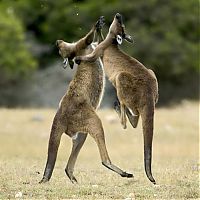 Fauna & Flora: animal fights