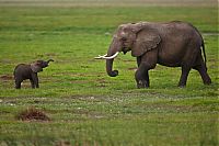 TopRq.com search results: Animal photography by Süha Derbent