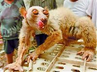 Fauna & Flora: malnourished atrophied monkey alien
