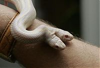 Fauna & Flora: albino snake with two heads