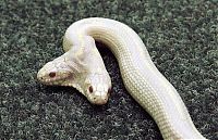 TopRq.com search results: albino snake with two heads