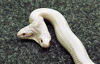 Fauna & Flora: albino snake with two heads