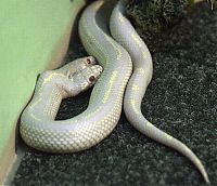 TopRq.com search results: albino snake with two heads