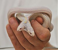 Fauna & Flora: albino snake with two heads