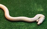 Fauna & Flora: albino snake with two heads