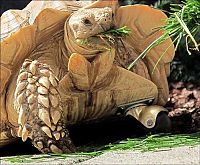 Fauna & Flora: tortoise with a prosthesis