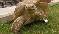 Fauna & Flora: tortoise with a prosthesis