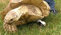 Fauna & Flora: tortoise with a prosthesis