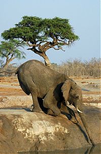 animal photography