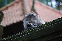 TopRq.com search results: meditating monkeys