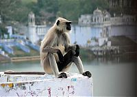 Fauna & Flora: meditating monkeys