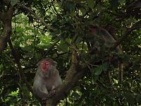 Fauna & Flora: meditating monkeys