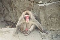 TopRq.com search results: meditating monkeys